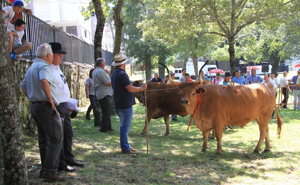 Salto | Concurso pecuário de raça barrosã 2016