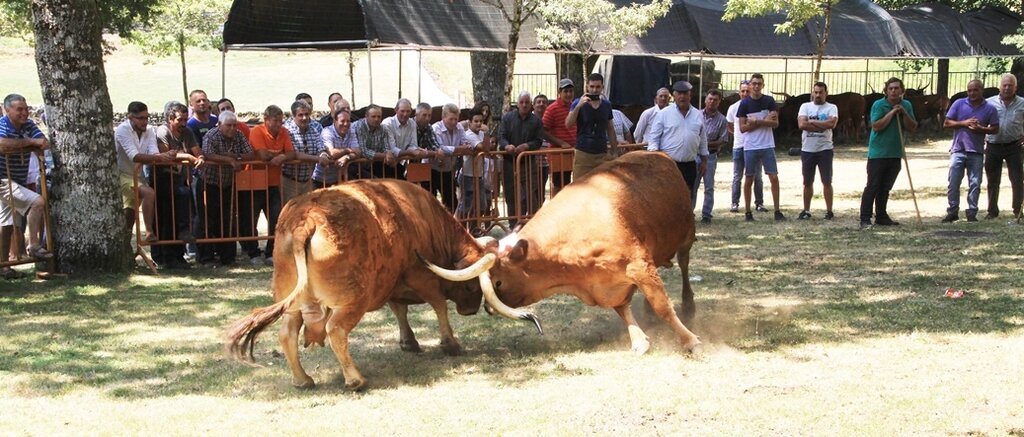 Salto | Concurso pecuário de raça barrosã 2016