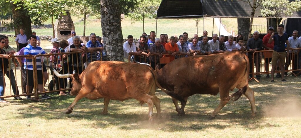 Salto | Concurso pecuário de raça barrosã 2016