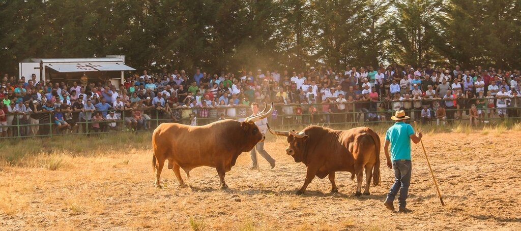 Torneio de Chegas de Bois 2016 (FINAL)