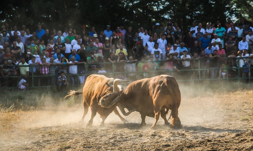 Torneio de Chegas de Bois 2016 (FINAL)