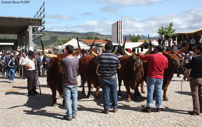 Feira do prémio em Montalegre