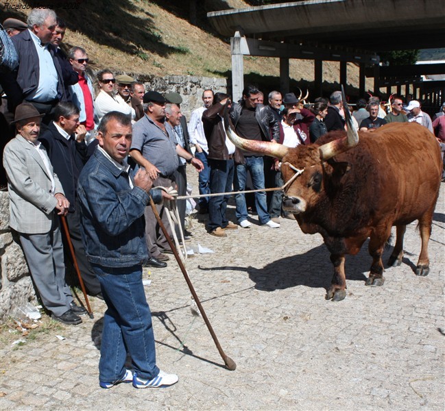 Feira do prémio em Montalegre