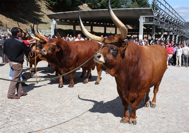 Feira do prémio em Montalegre