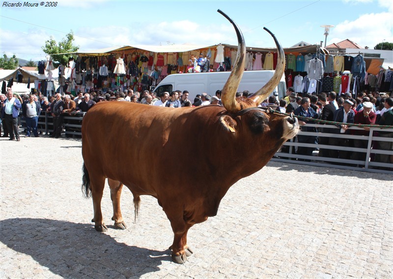 Feira do prémio em Montalegre