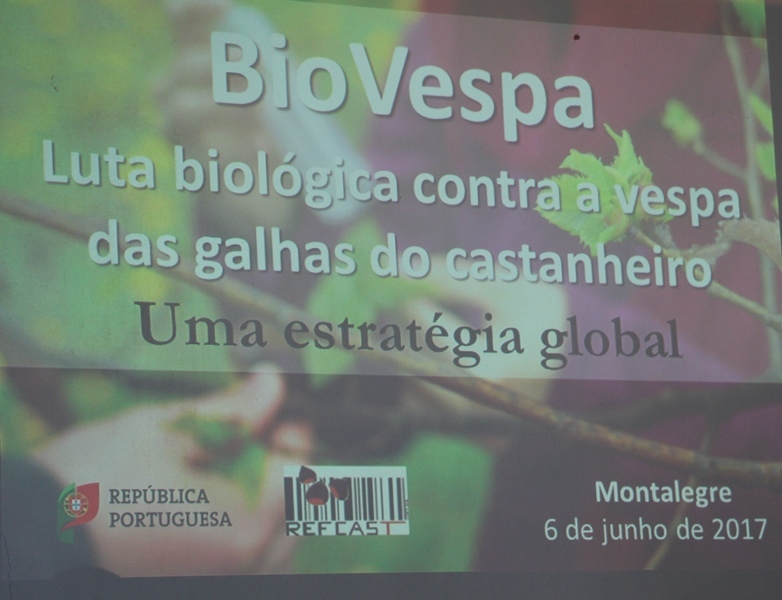 "Vespa das galhas do castanheiro"
