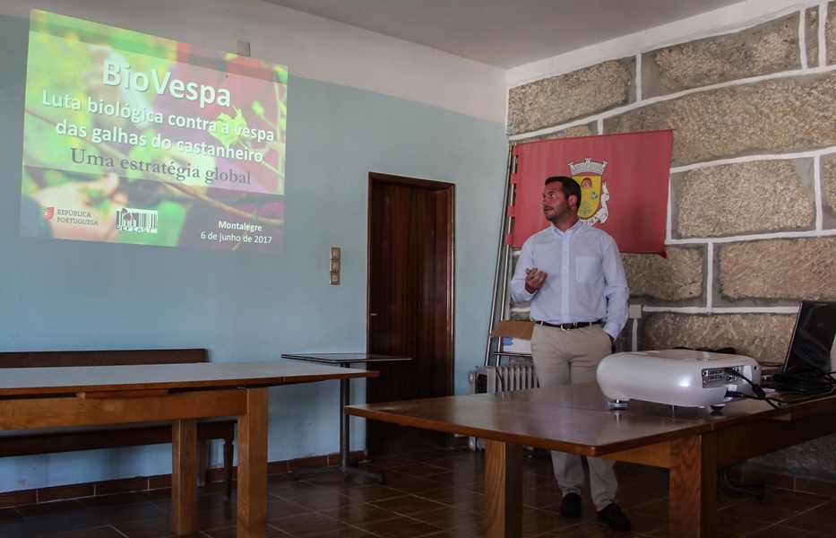 "Vespa das galhas do castanheiro"