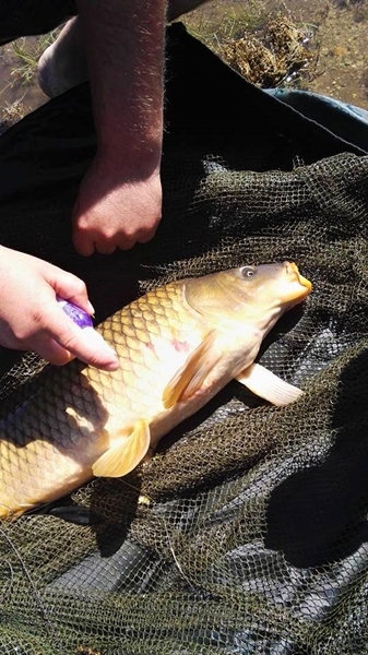 III "Pisões Carp Classic"