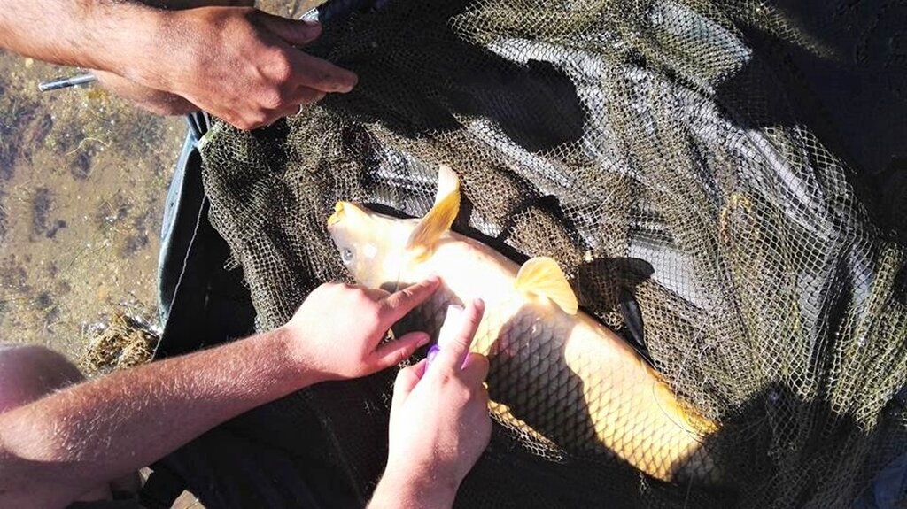 III "Pisões Carp Classic"