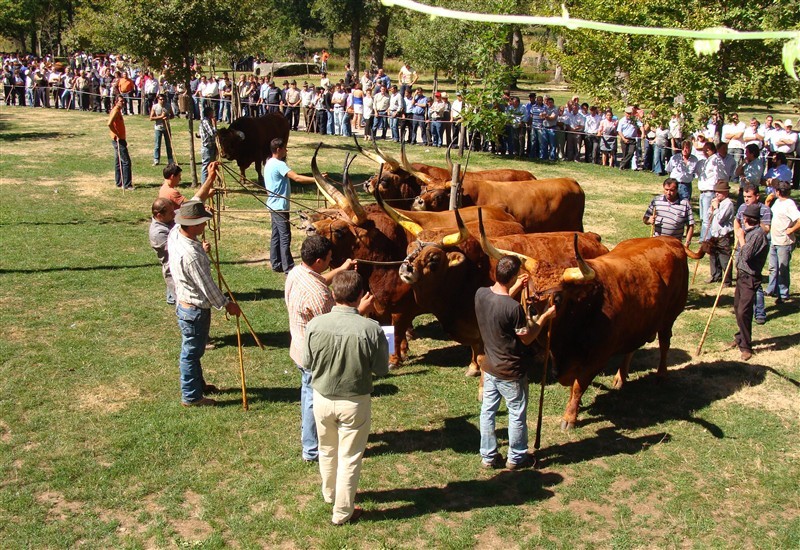 Concurso pecuário de Salto