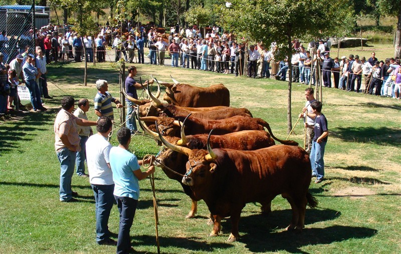 Concurso pecuário de Salto