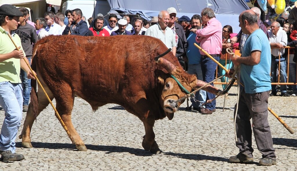 Montalegre | "Feira do Prémio" 2017