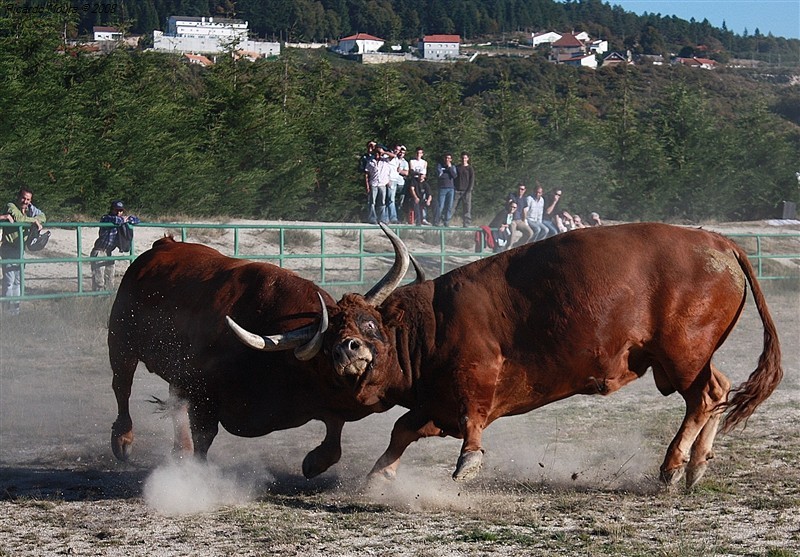 Combates de animais: paixão global
