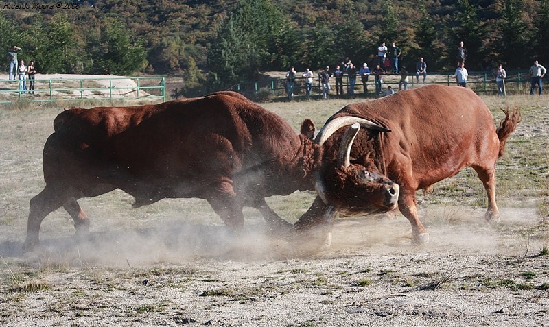 Combates de animais: paixão global