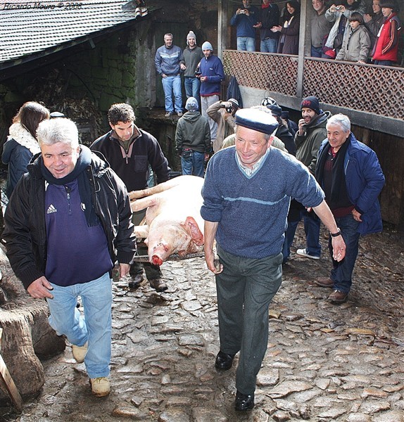 Porco bísaro em festa