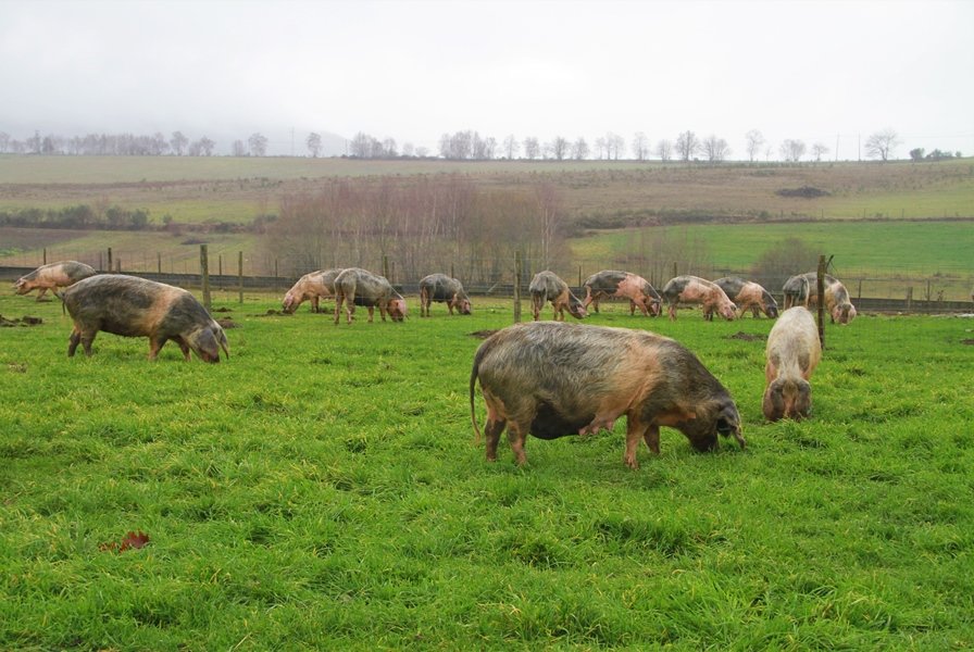 MONTALEGRE - Visita FAO (Fev. 2018)