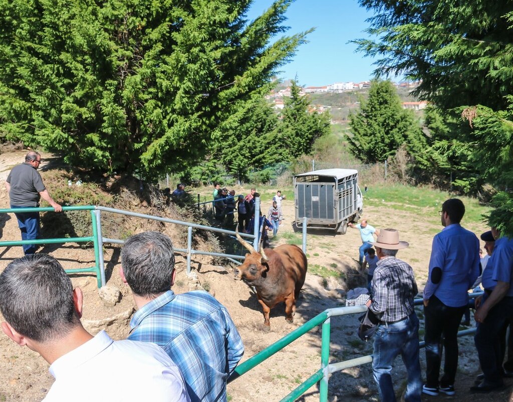 Montalegre (Torneio de Chegas de Bois 2018)