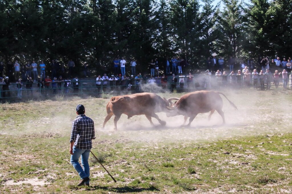 Montalegre (Torneio de Chegas de Bois 2018)