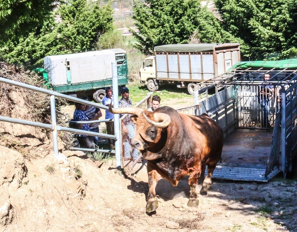 Montalegre (Torneio de Chegas de Bois 2018)