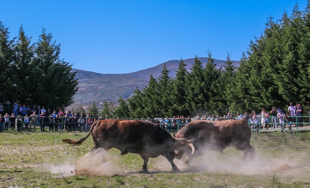 Montalegre (Torneio de Chegas de Bois 2018)