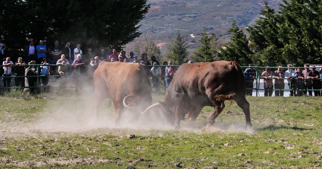 Montalegre (Torneio de Chegas de Bois 2018)