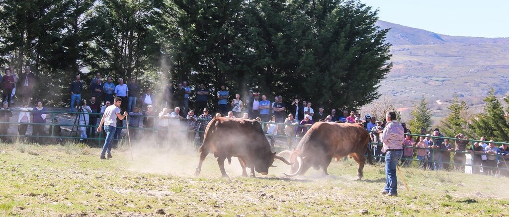 Montalegre (Torneio de Chegas de Bois 2018)