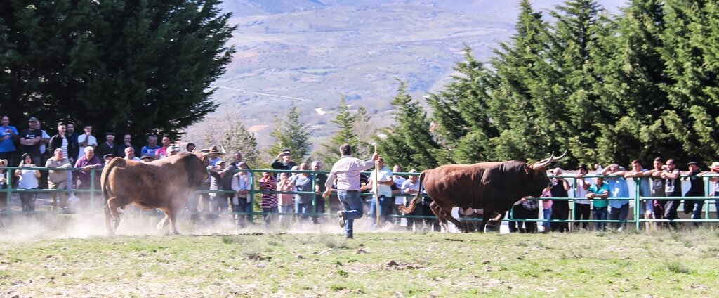 Montalegre (Torneio de Chegas de Bois 2018)