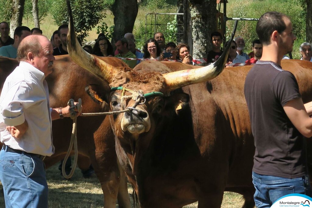 salto___xxx_concurso_nacional_de_gado_de_raca_barrosa__02_