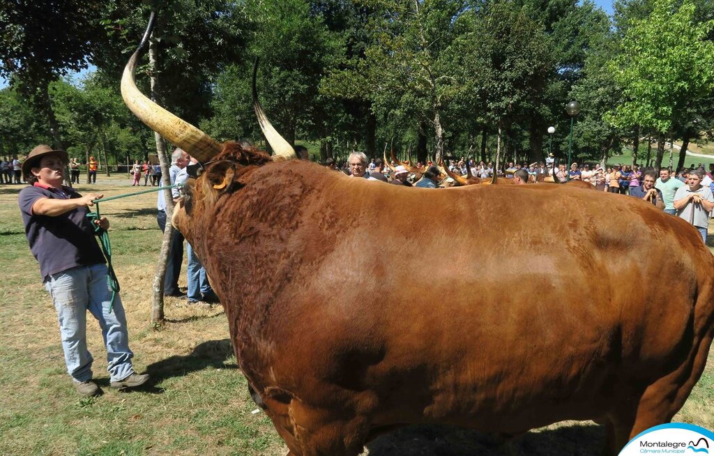 salto___xxx_concurso_nacional_de_gado_de_raca_barrosa__03_