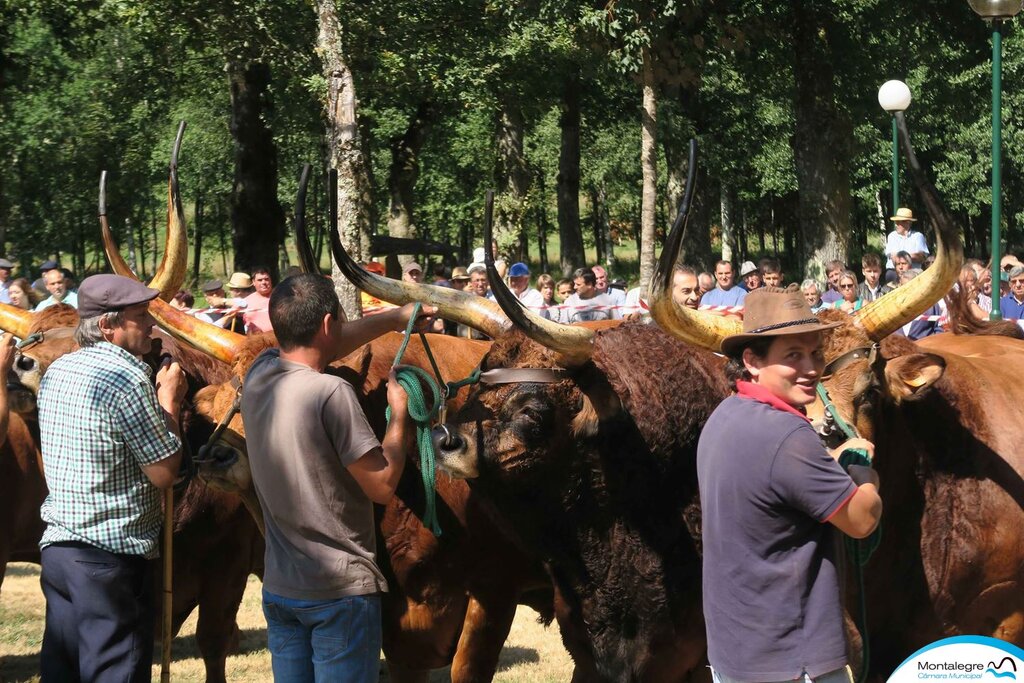 salto___xxx_concurso_nacional_de_gado_de_raca_barrosa__08_