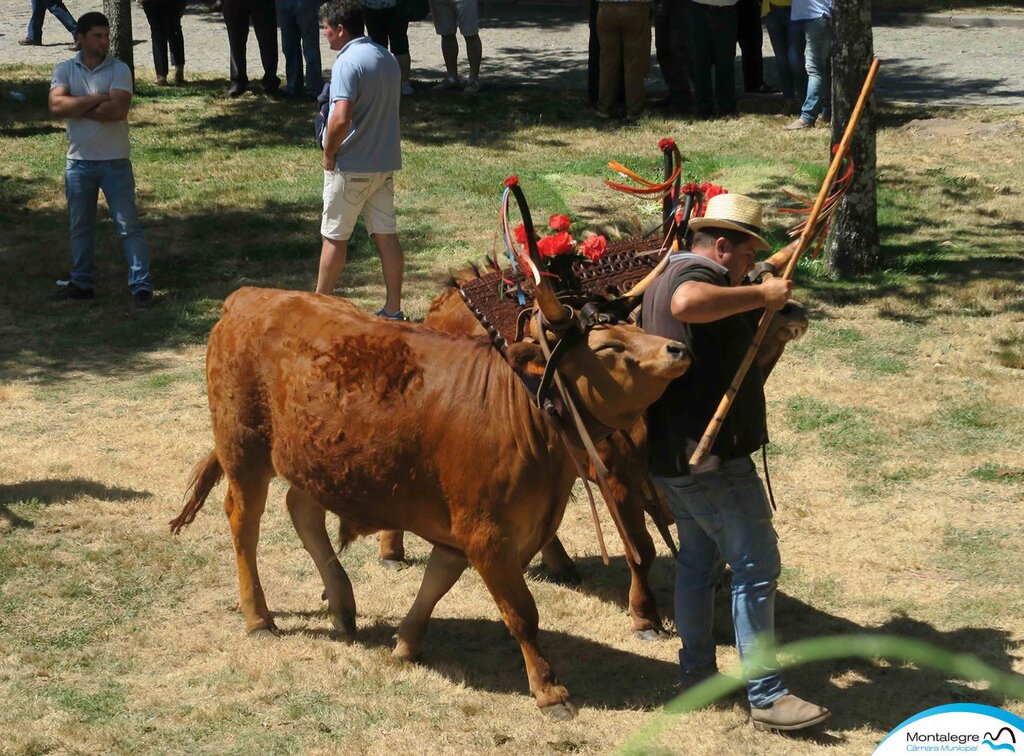 salto___xxx_concurso_nacional_de_gado_de_raca_barrosa__09_