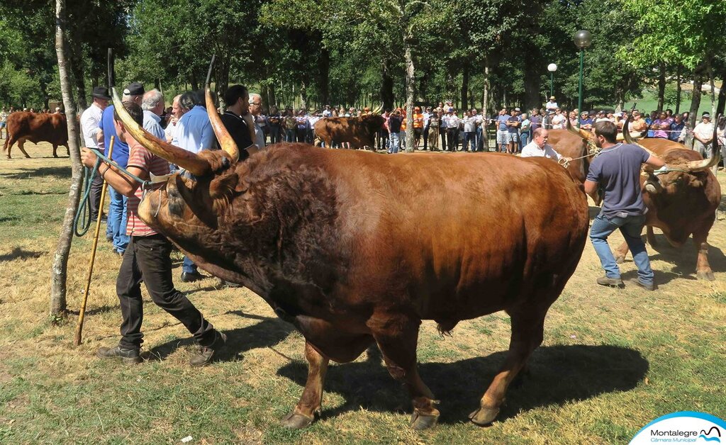 salto___xxx_concurso_nacional_de_gado_de_raca_barrosa__06_