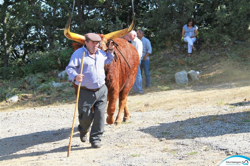 FERRAL - 67º Concurso Pecuário de Raça Barrosã (2)