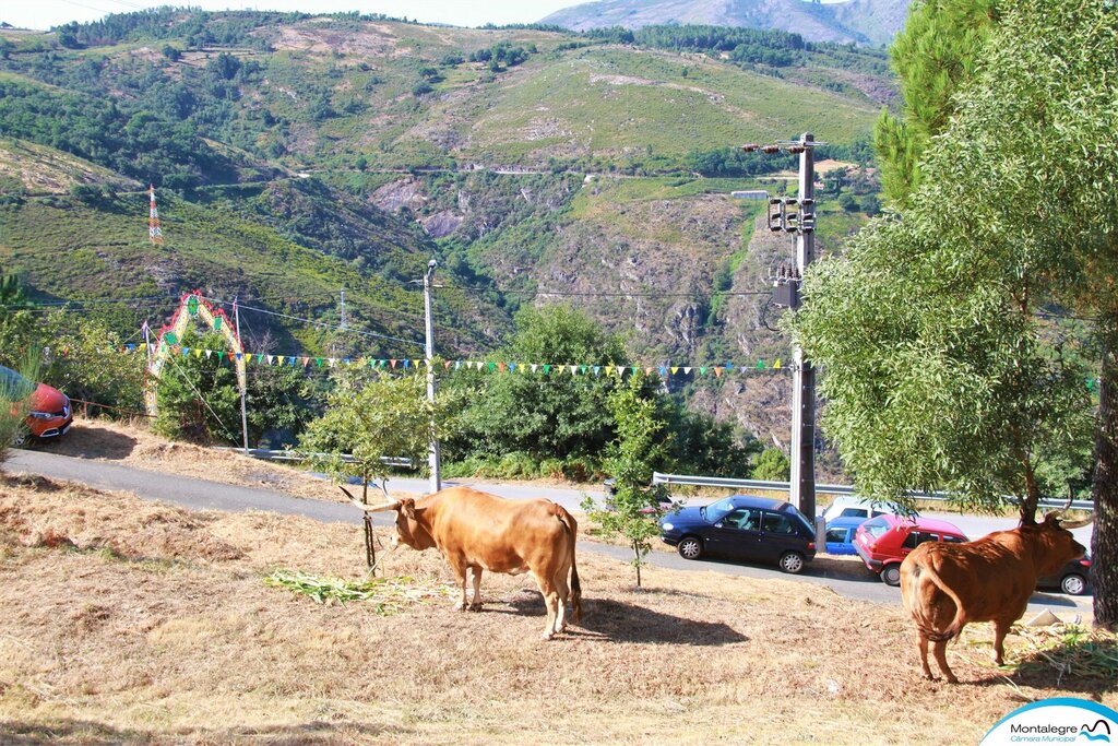 FERRAL - 67º Concurso Pecuário de Raça Barrosã (1)