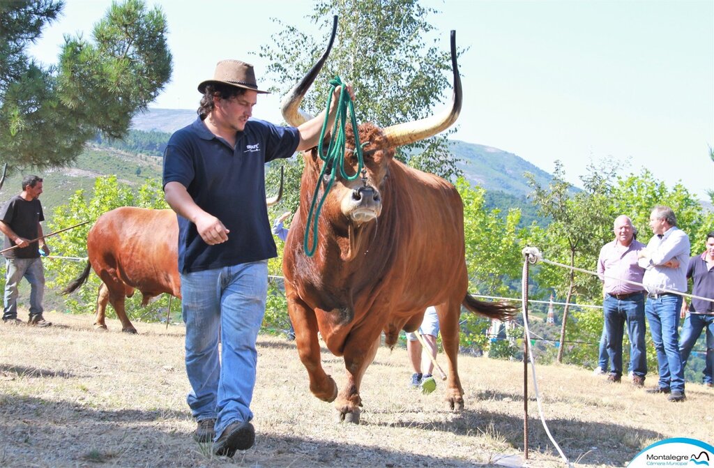 FERRAL - 67º Concurso Pecuário de Raça Barrosã (8)