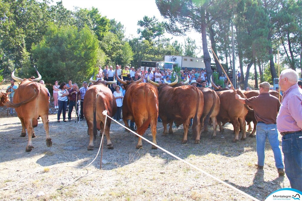 FERRAL - 67º Concurso Pecuário de Raça Barrosã (6)