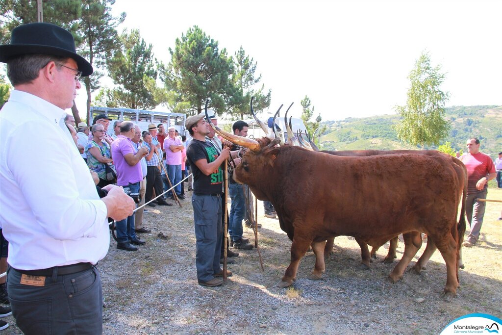 FERRAL - 67º Concurso Pecuário de Raça Barrosã (10)