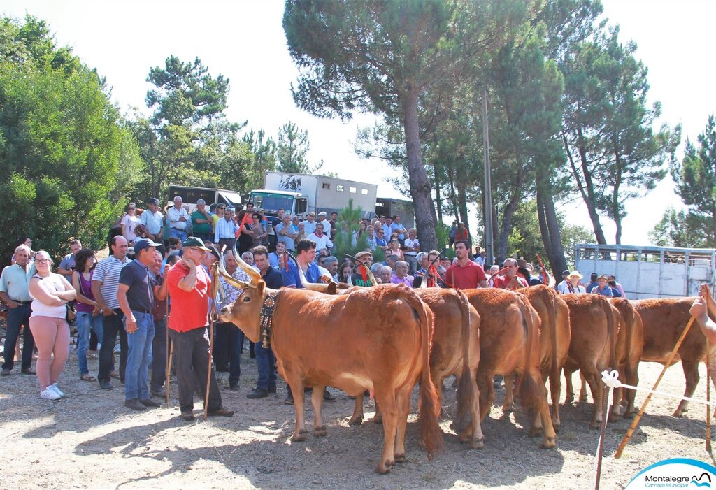 FERRAL - 67º Concurso Pecuário de Raça Barrosã (15)