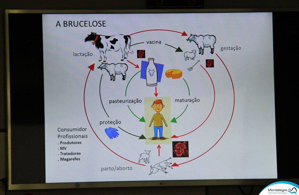 montalegre___brucelose_em_debate__9_