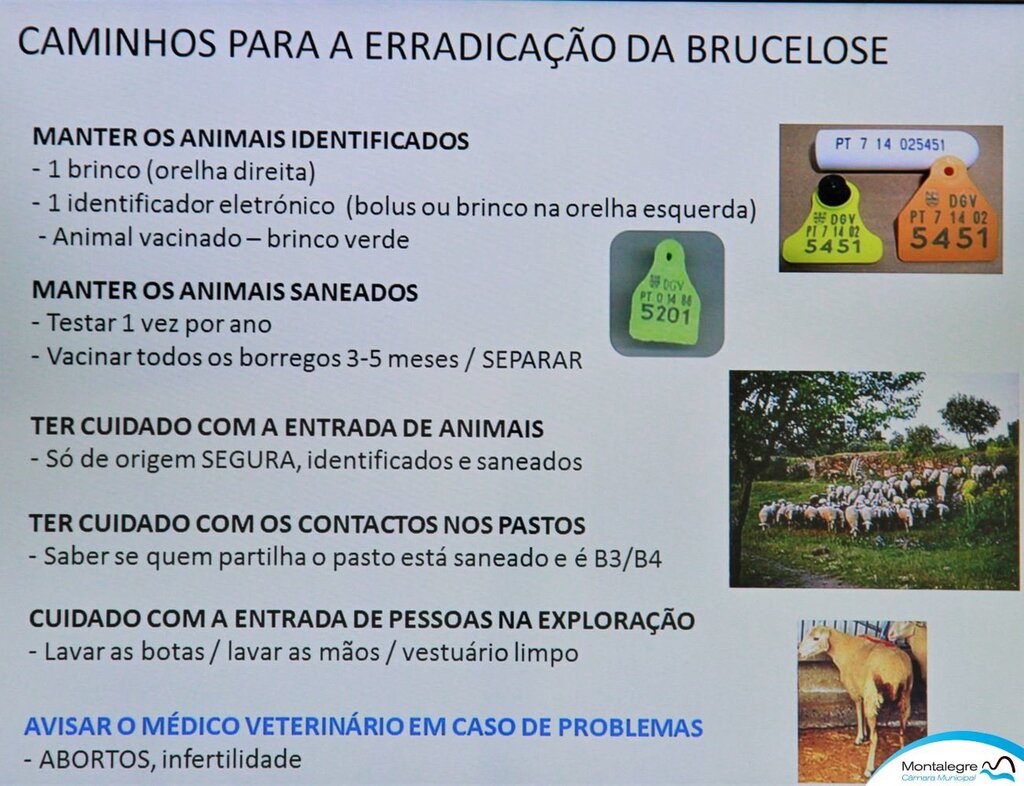 montalegre___brucelose_em_debate__12_