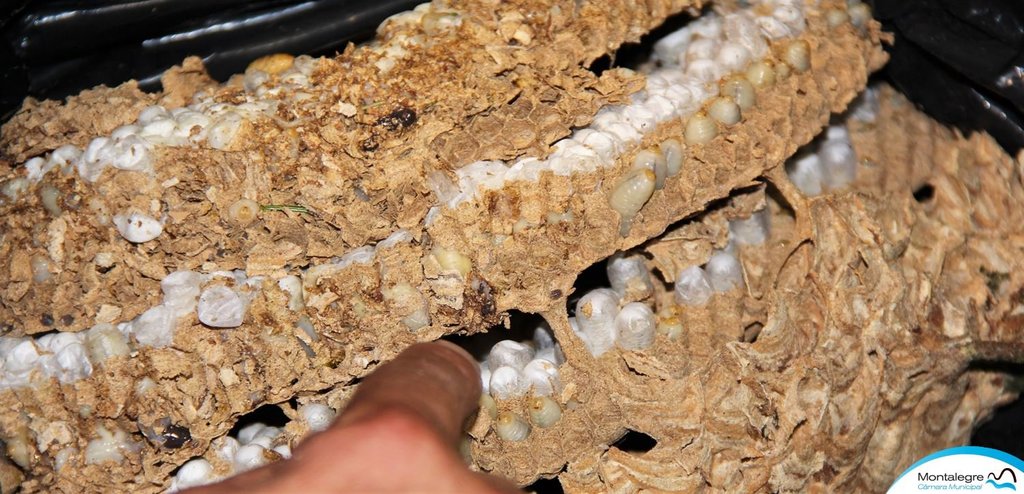Desativado 1.º ninho de vespa asiática em Montalegre
