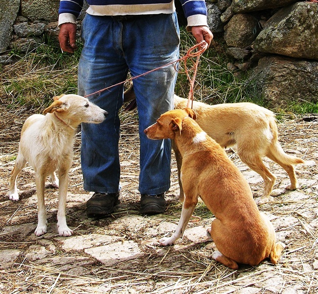 Morte de cães em Montalegre