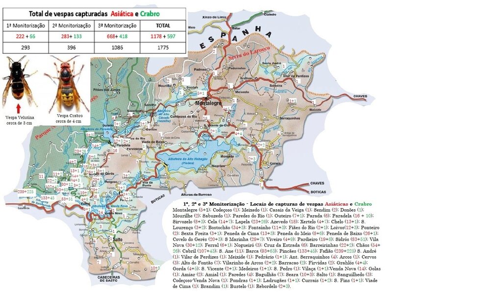 MONTALEGRE - 1.ª, 2.ª e 3.ª Monitorizações da Vespa Velutina (Mapa)