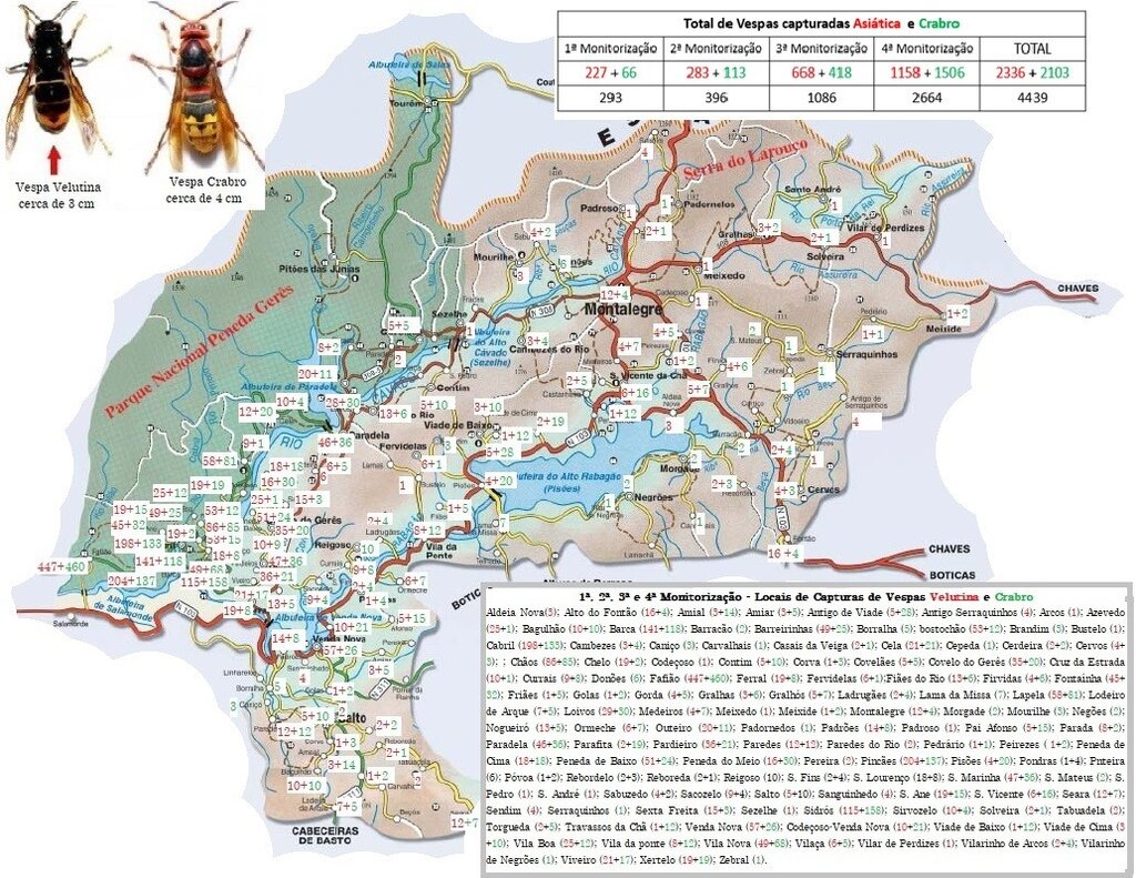 MONTALEGRE - 1.ª a 4.ª Monitorizações da Vespa Velutina (Mapa)