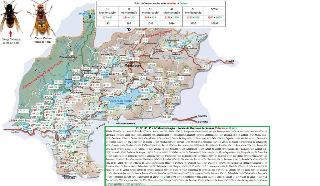 MONTALEGRE - 1.ª a 5.ª Monitorizações da Vespa Velutina (Mapa)