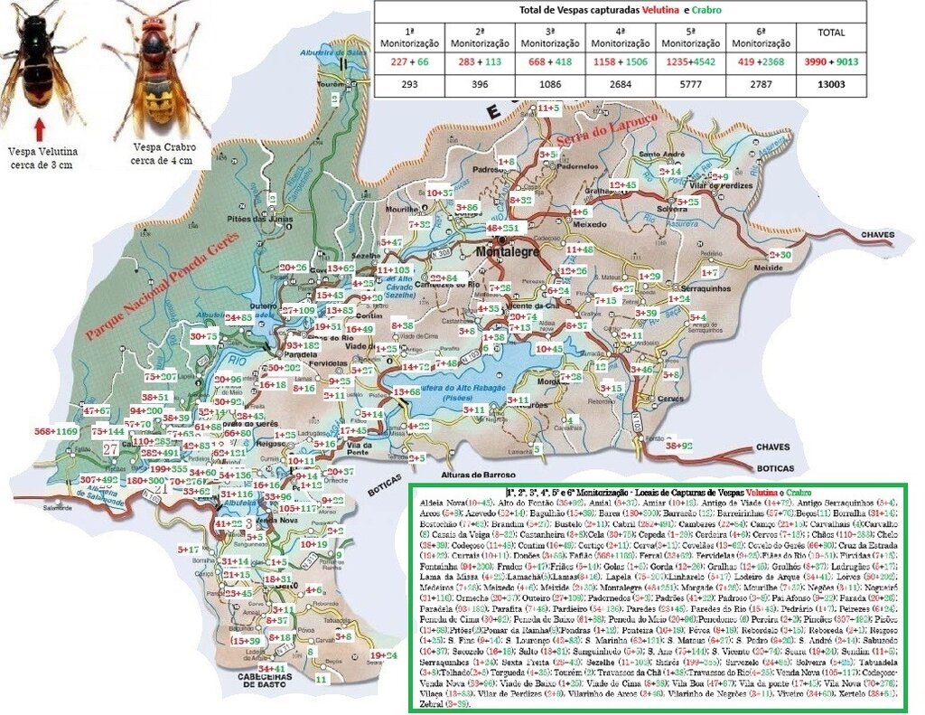 MONTALEGRE - 1.ª a 6.ª Monitorizações da Vespa Velutina (Mapa)