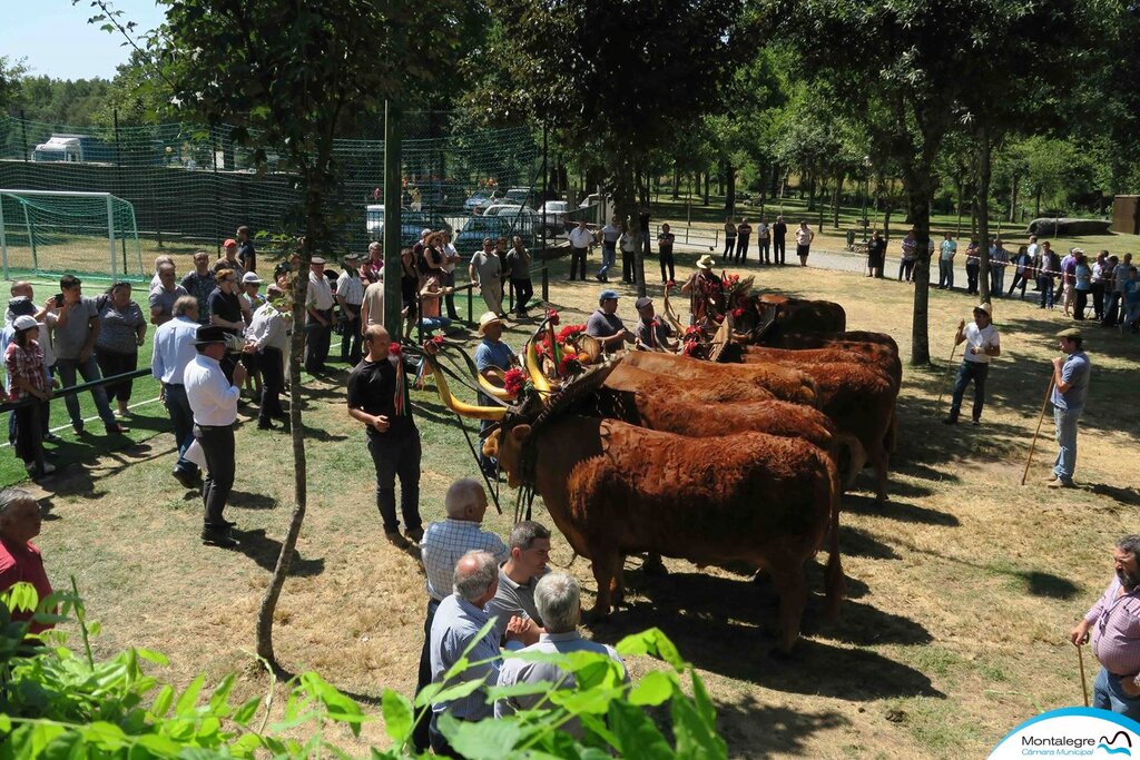 Salto - XXX Concurso Nacional de Gado de Raça Barrosã (01)