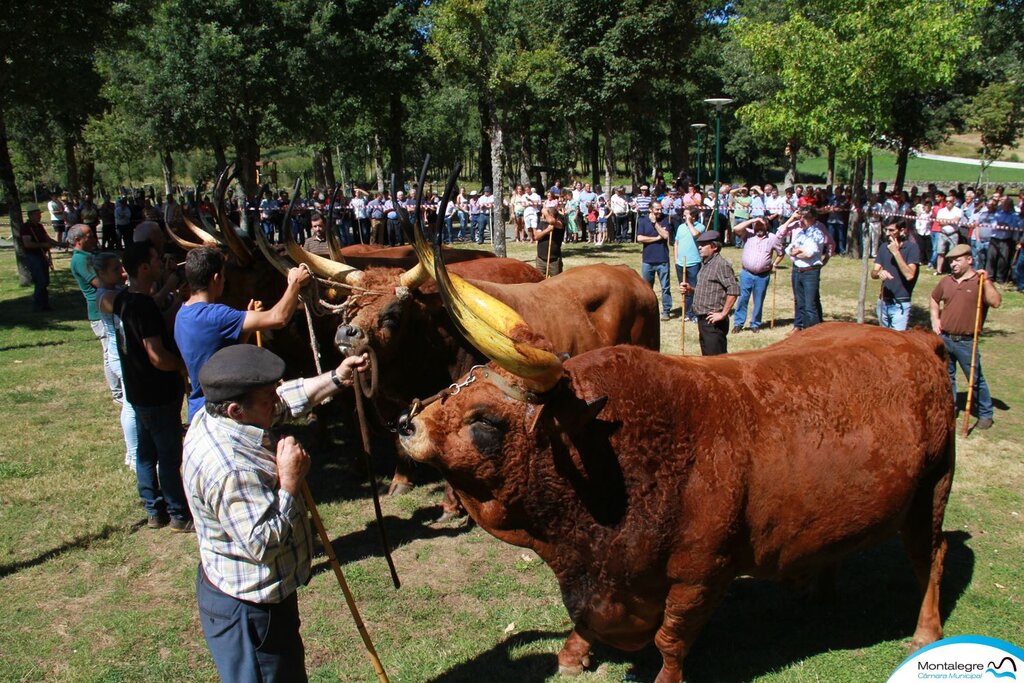 SALTO - XXXI Concurso Pecuário Raça Barrosã (3)