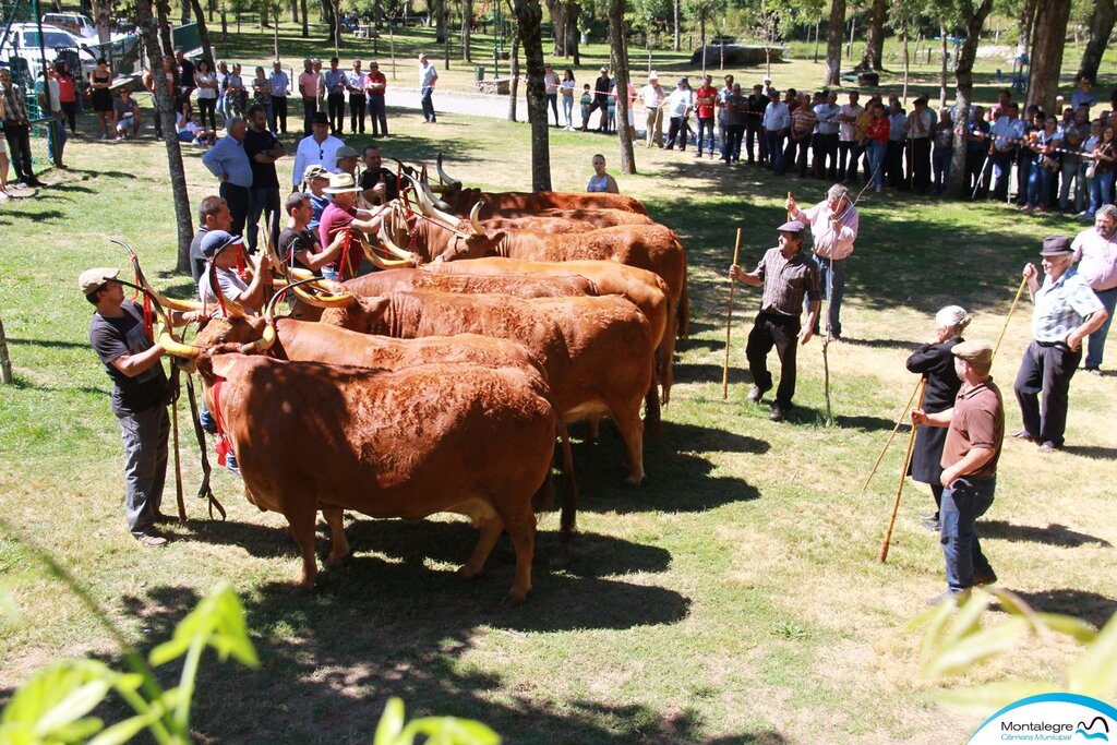 SALTO - XXXI Concurso Pecuário Raça Barrosã (8)