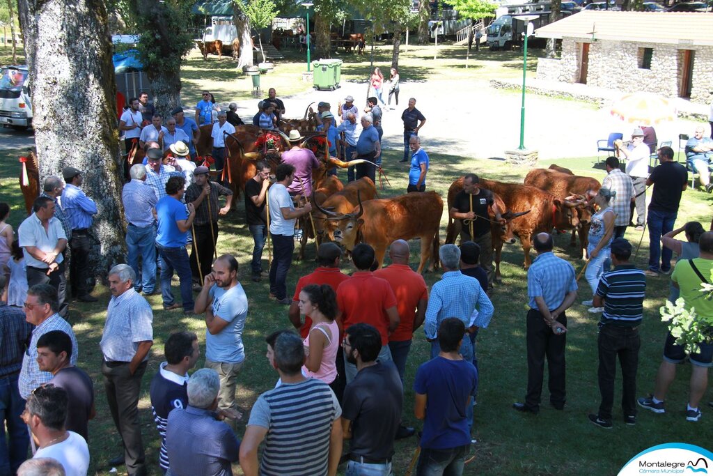 SALTO - XXXI Concurso Pecuário Raça Barrosã (9)